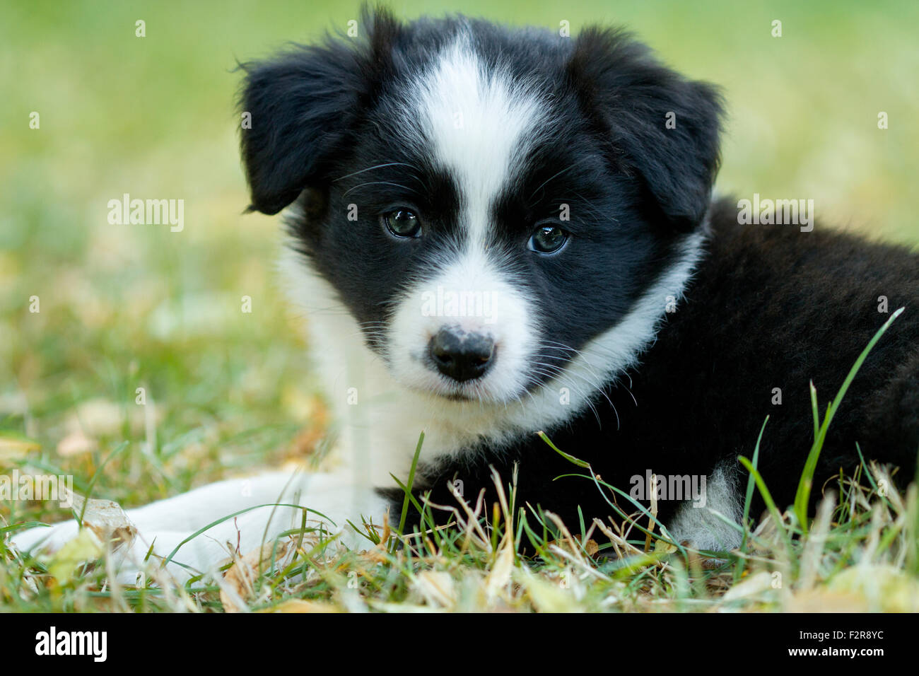 Border Collie Chiot Noir Et Blanc 6 Semaines Photo Stock Alamy