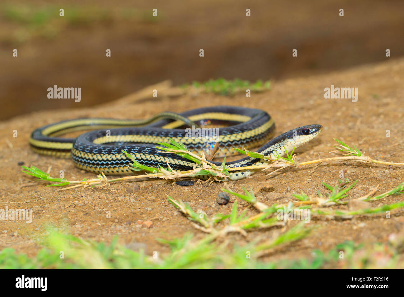 Thamnosophis lateralis (serpent), Southern Highlands, Madagascar Banque D'Images