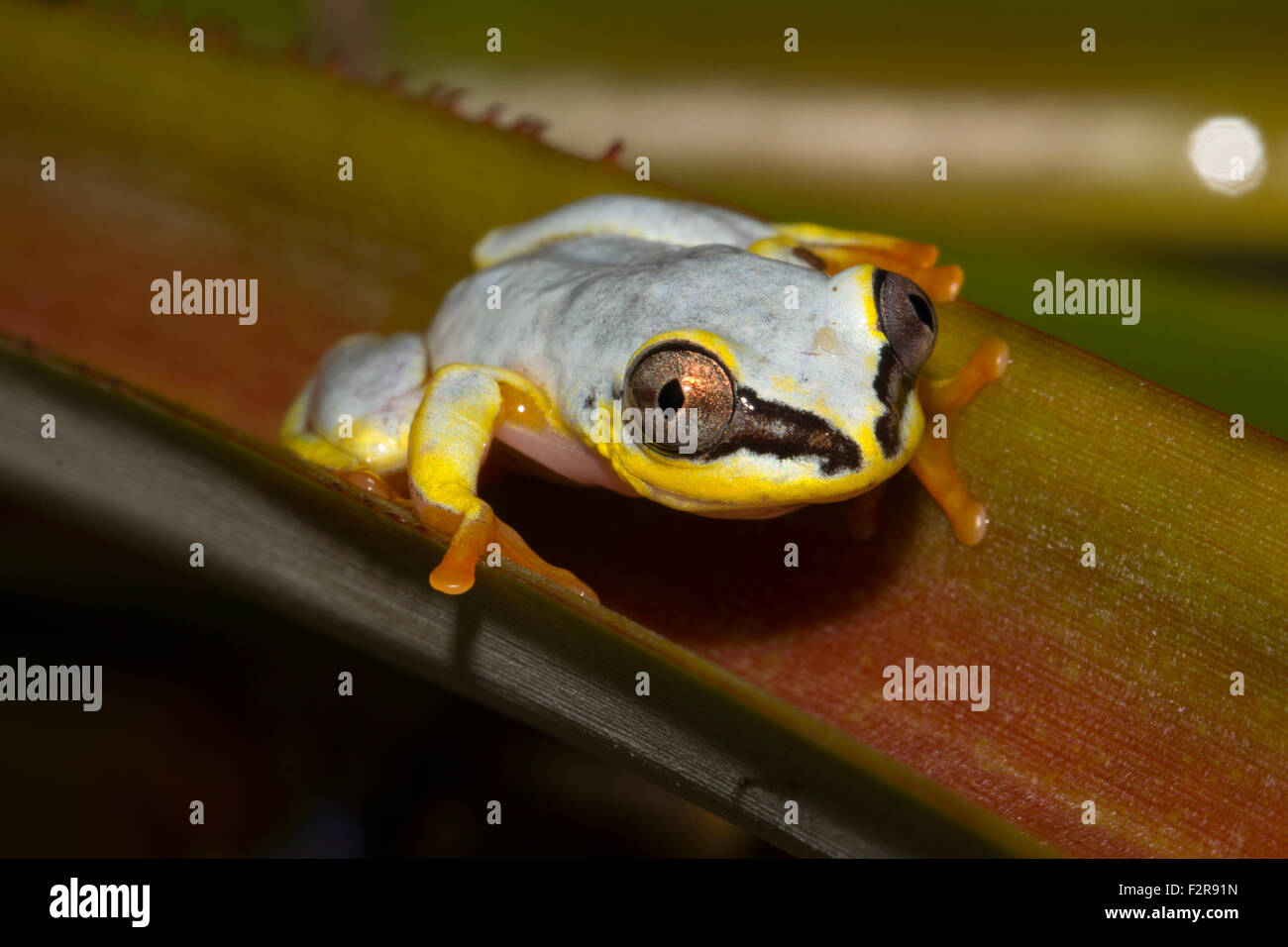 Madagascar Reed Grenouille (Heterixalus madagascariensis) sur une feuille de couleur, au nord-est de Madagascar, Madagascar Banque D'Images