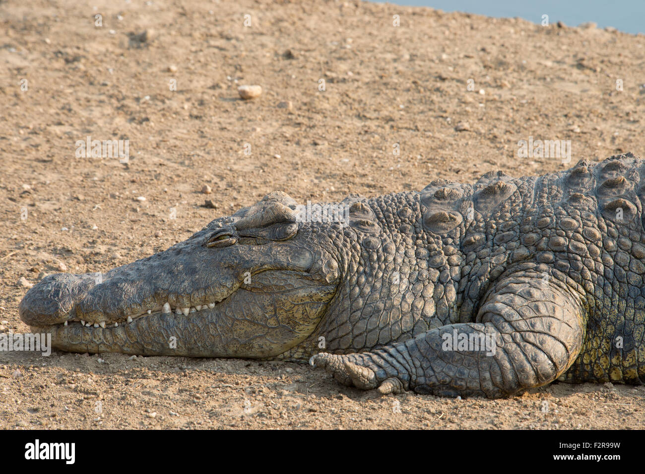 Le crocodile du Nil (Crocodylus niloticus), Okapuka Ranch, district de Windhoek, en Namibie Banque D'Images