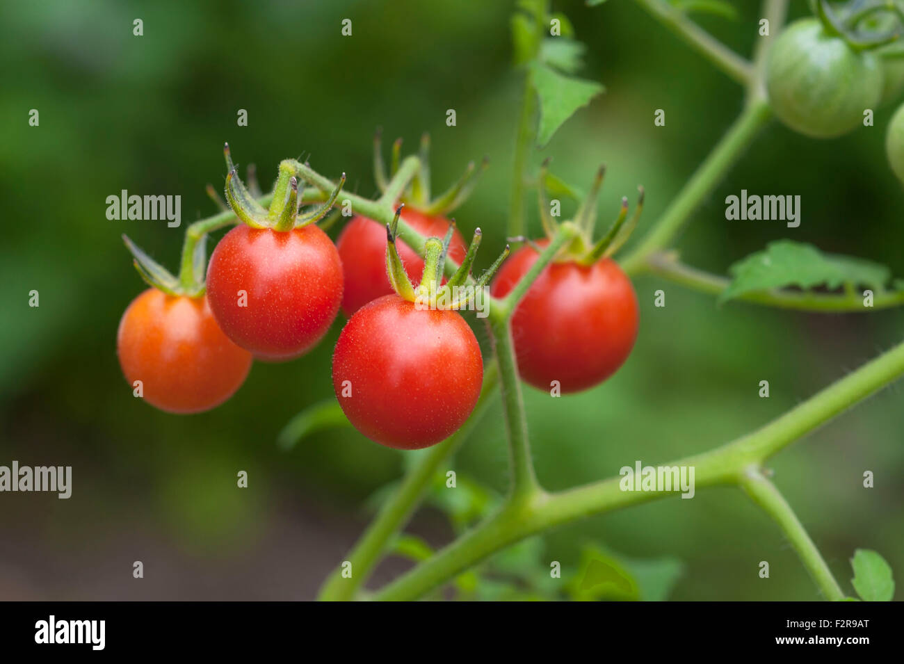 Cerise mûre tomates (Lycopersicon esculentum var. Cerasiforme) sur le plant de tomate, Allemagne Banque D'Images