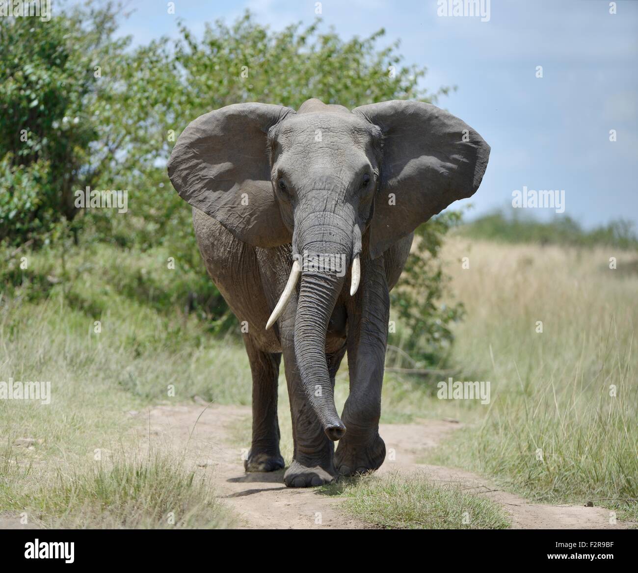 Bush africain elephant (Loxodonta africana), feinte attaque, Maasai Mara National Reserve, Kenya, comté de Narok Banque D'Images