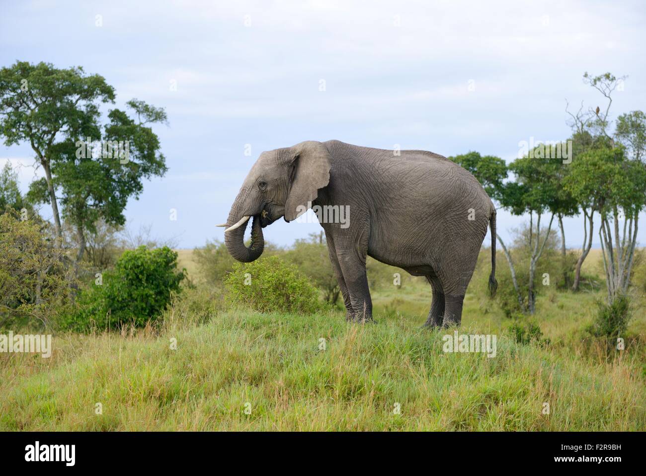 Bush africain elephant (Loxodonta africana), manger, sur une petite colline, Maasai Mara National Reserve, Kenya, comté de Narok Banque D'Images