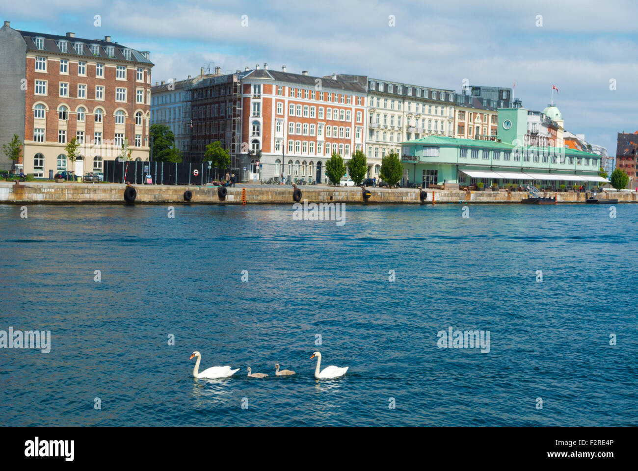 Famille Swan, Københavns, Havnebade avec Havnegade en arrière-plan, Copenhague, Danemark Banque D'Images