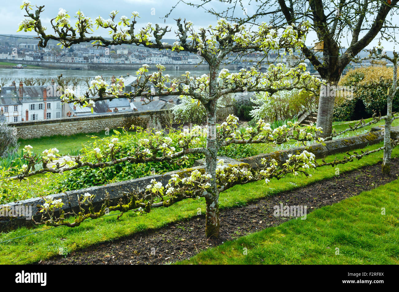 Blossoming cherry tree in town park (Blois, France). Banque D'Images