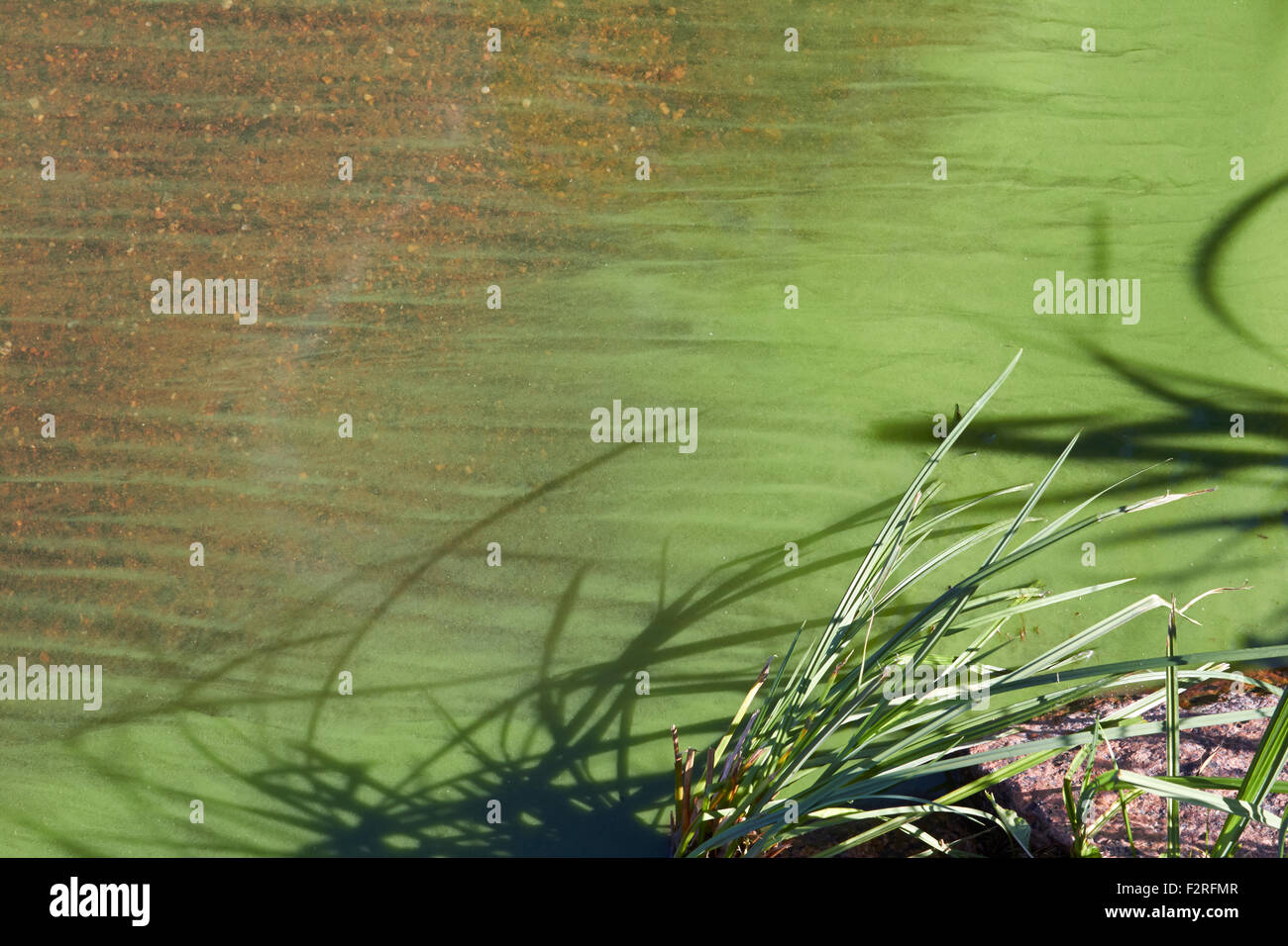 Les cyanobactéries sur le lac, la Finlande Banque D'Images