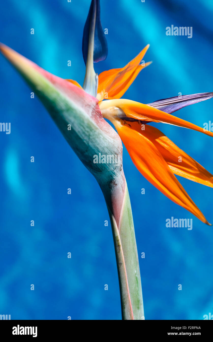 Forme de fleurs spectaculaires - oiseau du paradis Jane Ann Butler Photography JABP1396 Banque D'Images