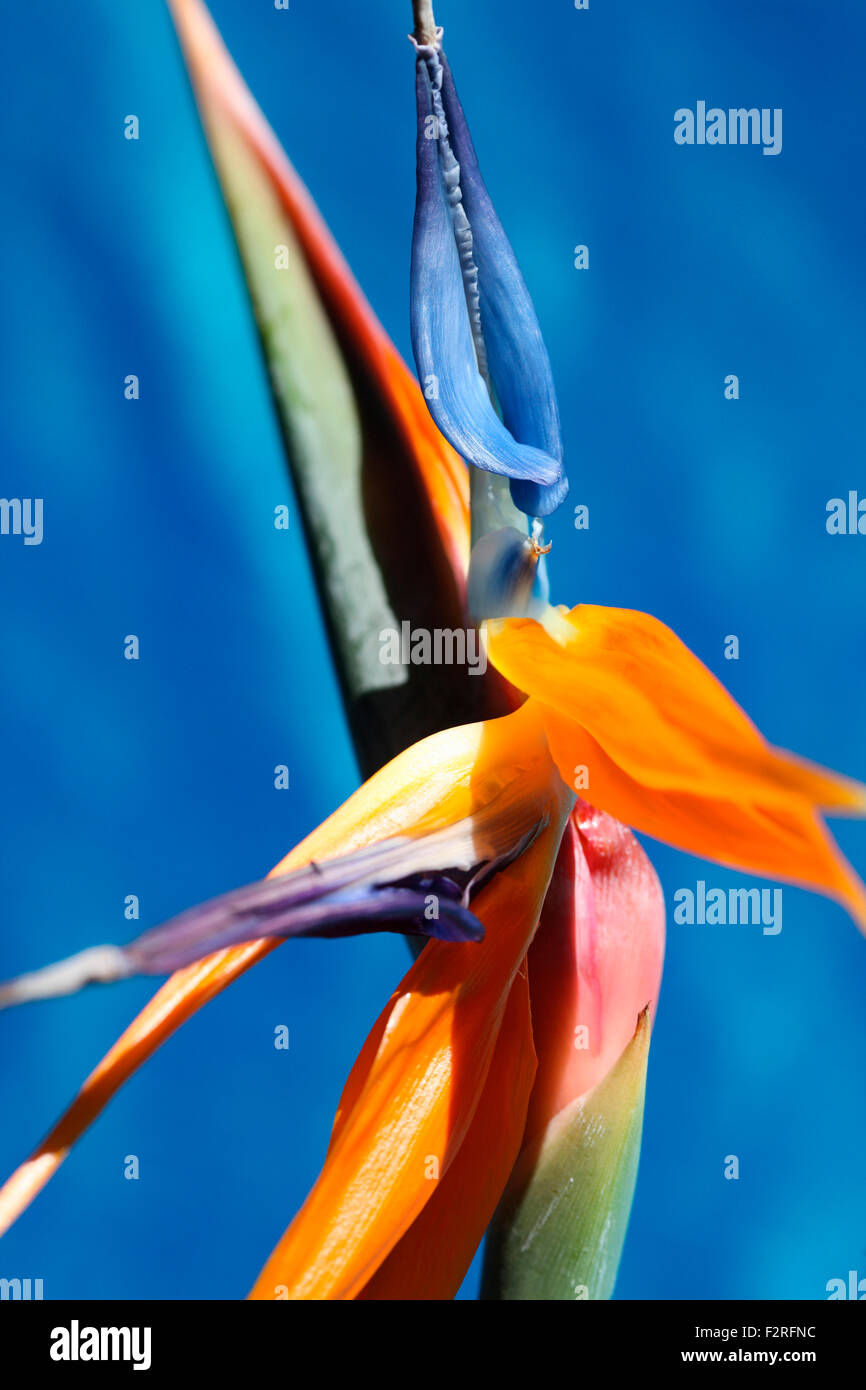 Bird of Paradise flower, l'atmosphère colorée Jane Ann Butler Photography JABP1393 Banque D'Images