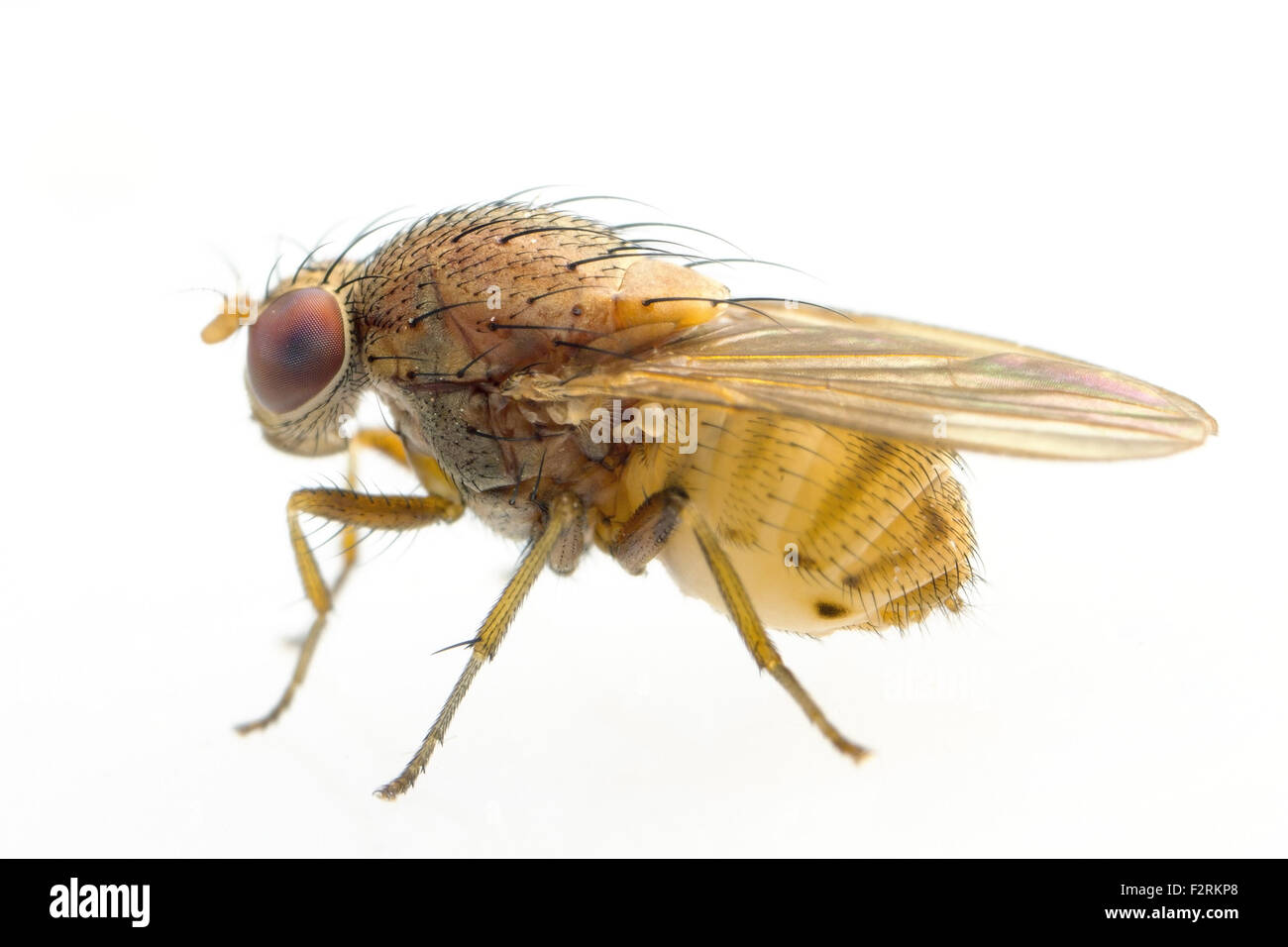 Un très petit brown fly isolé sur fond blanc Banque D'Images