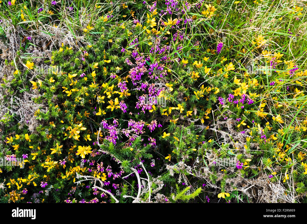 Bruyère (Erica cinerea) et gorse naine (Ulex gallii, gorse atlantique) fleurissent en août près d'Allihies, Beara, comté de Cork, Irlande Banque D'Images