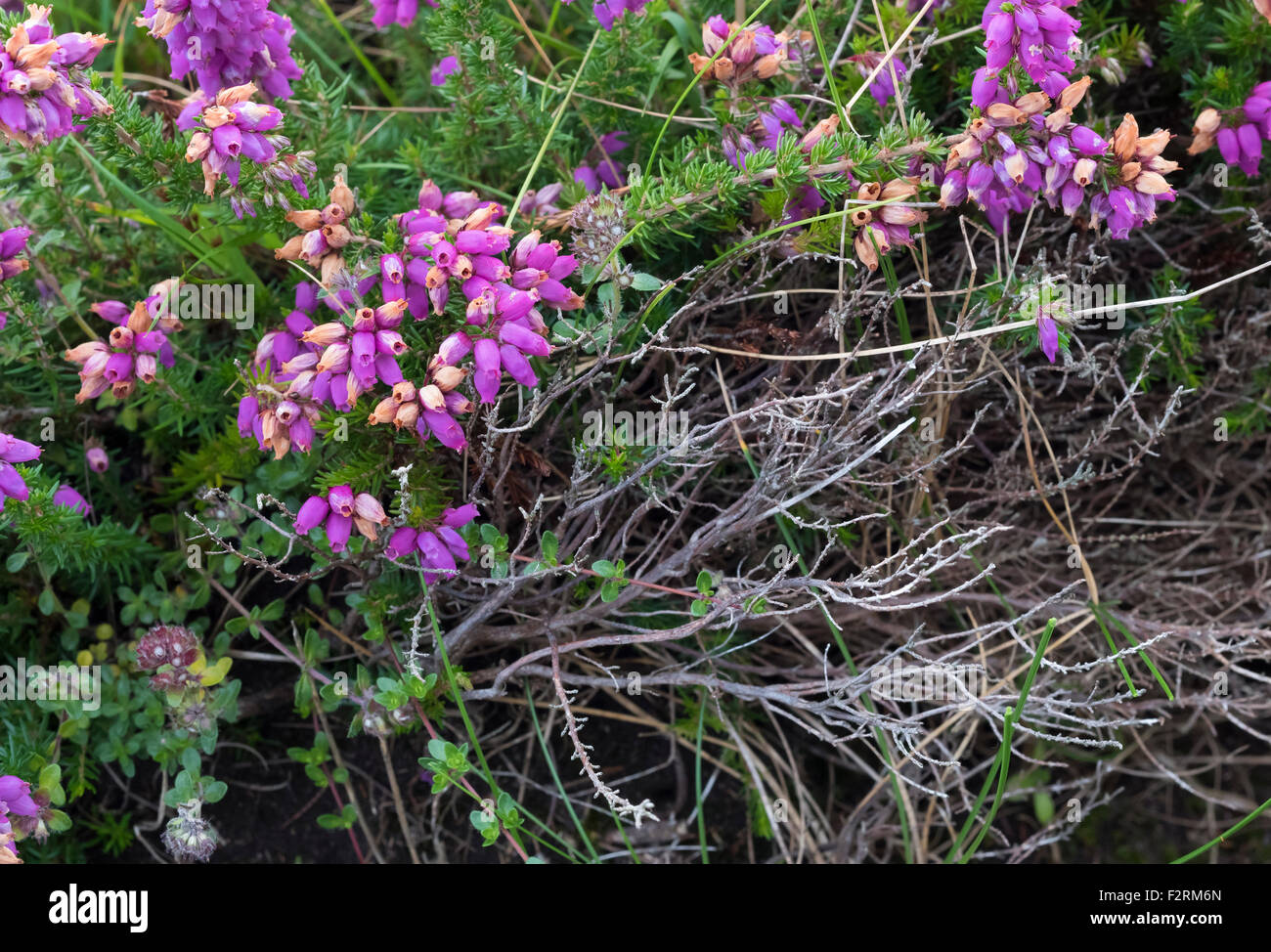 Bruyère (Erica cinerea) floraison en août près d'Allihies, Beara, comté de Cork, Irlande Banque D'Images