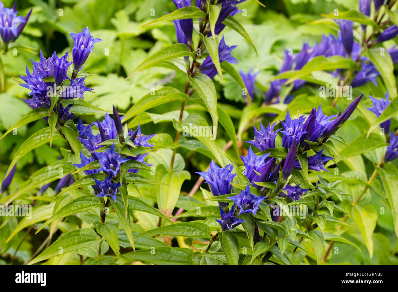 Bleu, au début de l'automne fleurs des plantes vivaces, Gentiana asclepiadea gentiane willow Banque D'Images