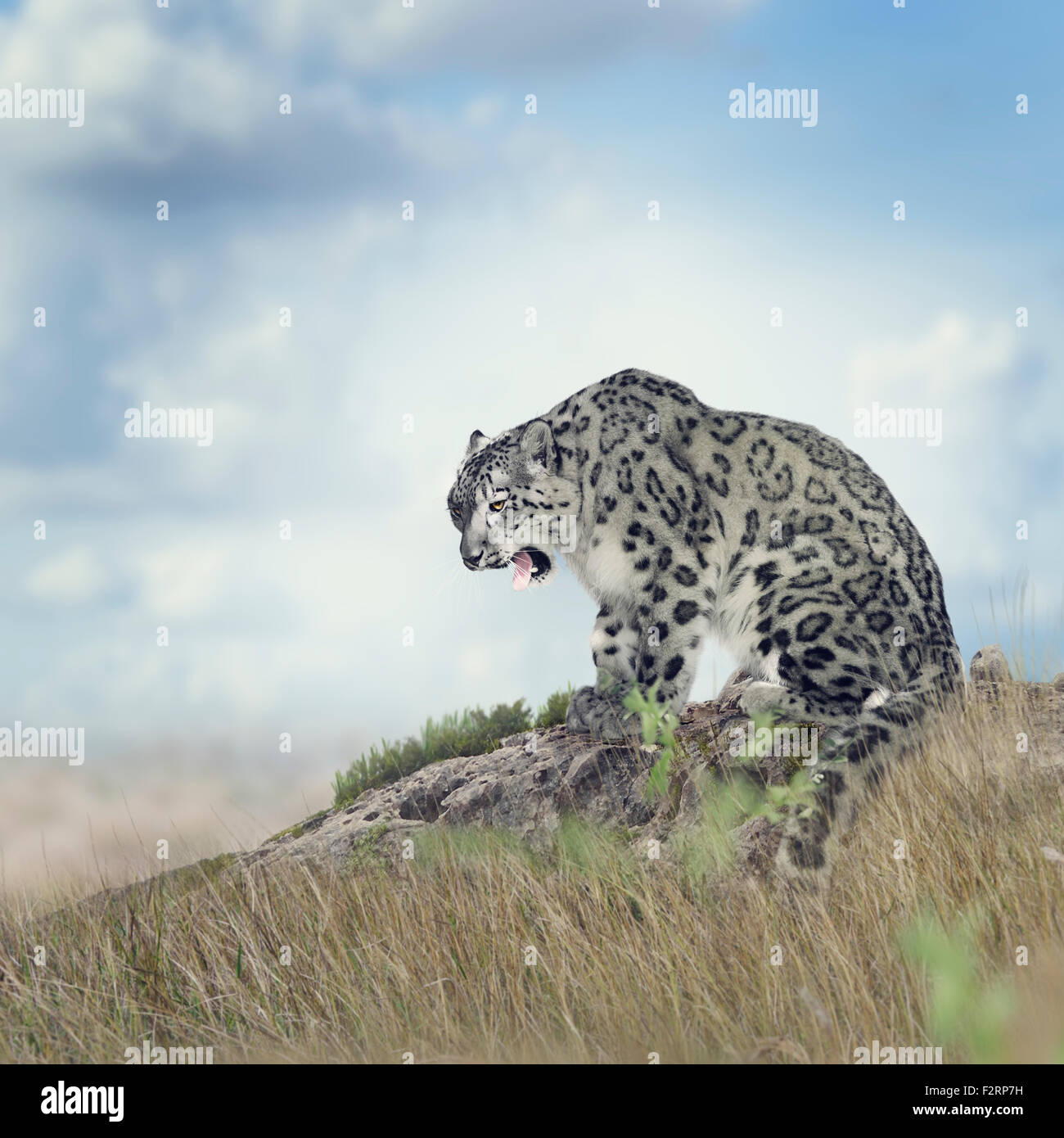 Snow Leopard assis sur le rocher Banque D'Images