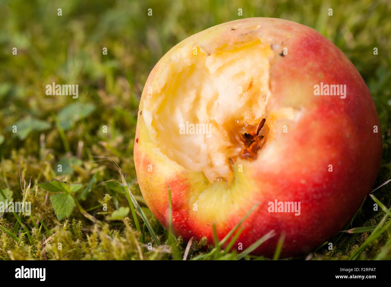 Apple en décomposition partiellement mangés par les insectes Banque D'Images