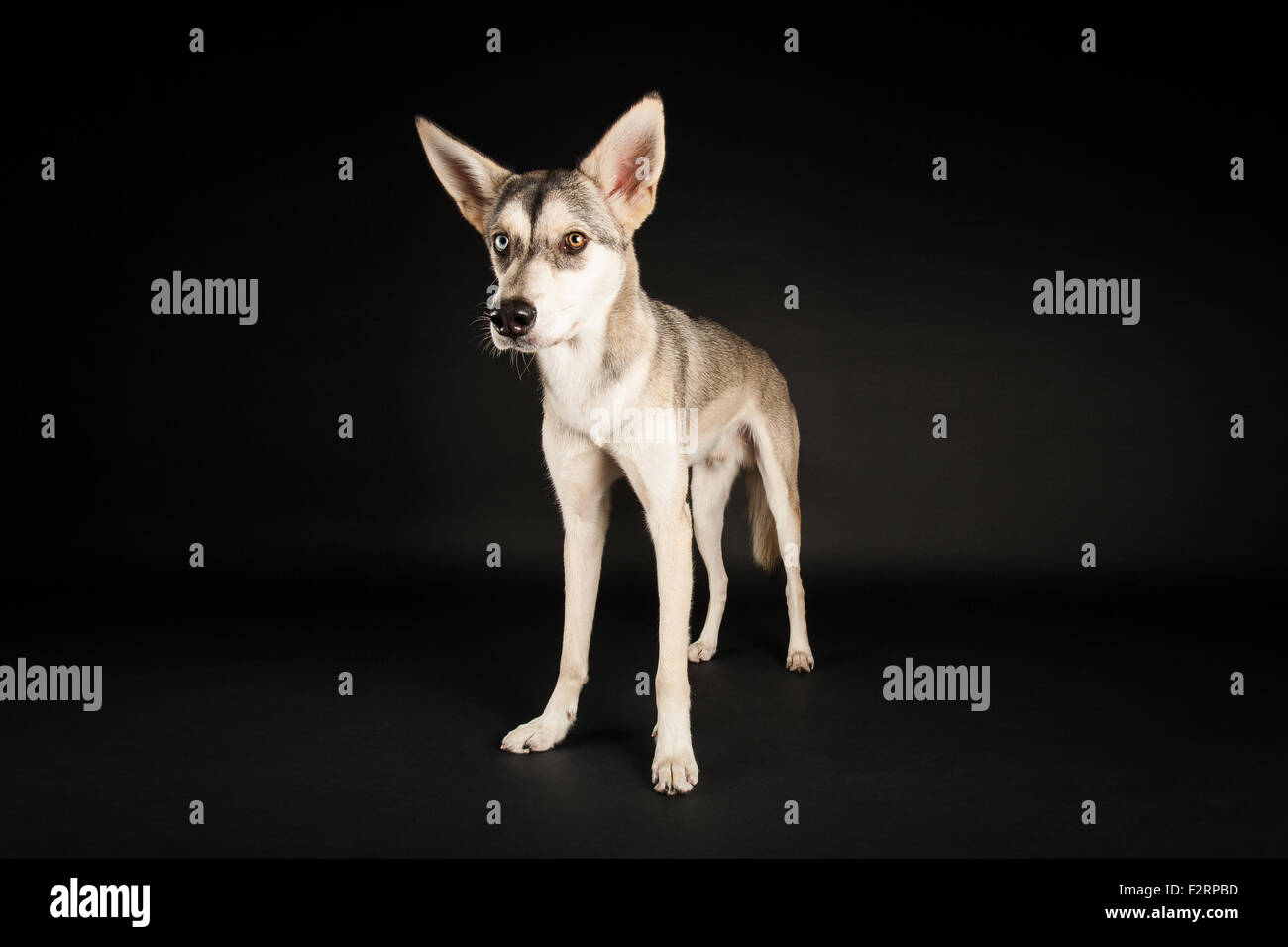 American indian dog Banque de photographies et d'images à haute résolution  - Alamy