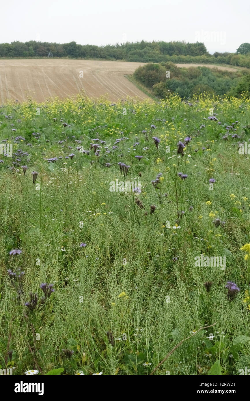 Zone de fleurs sauvages avec des plantes à fleurs pour attirer les insectes et les animaux aux côtés des cultures, Berkshire, Septembre Banque D'Images