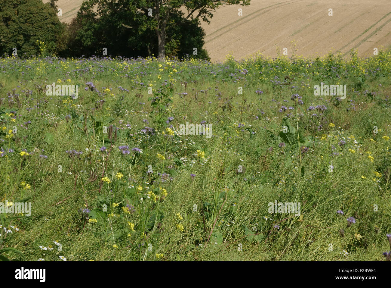 Zone de fleurs sauvages avec des plantes à fleurs pour attirer les insectes et les animaux aux côtés des cultures, Berkshire, Septembre Banque D'Images