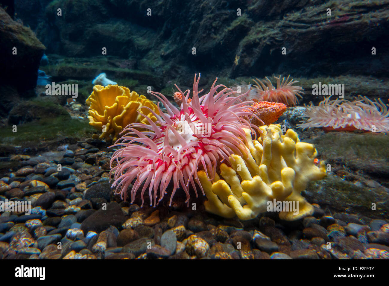 Les anémones de mer en aquarium à Océanopolis - parc de découverte des océans - à Brest, Bretagne, France Banque D'Images