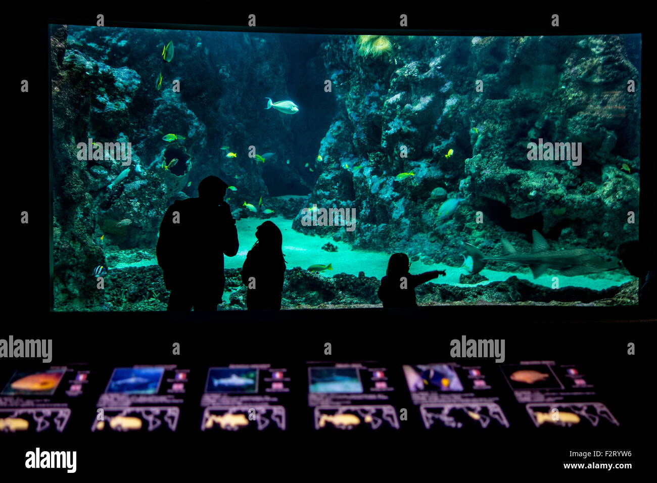Père de deux enfants à la recherche de poissons en aquarium géant à Océanopolis - parc de découverte des océans - à Brest, Bretagne, France Banque D'Images