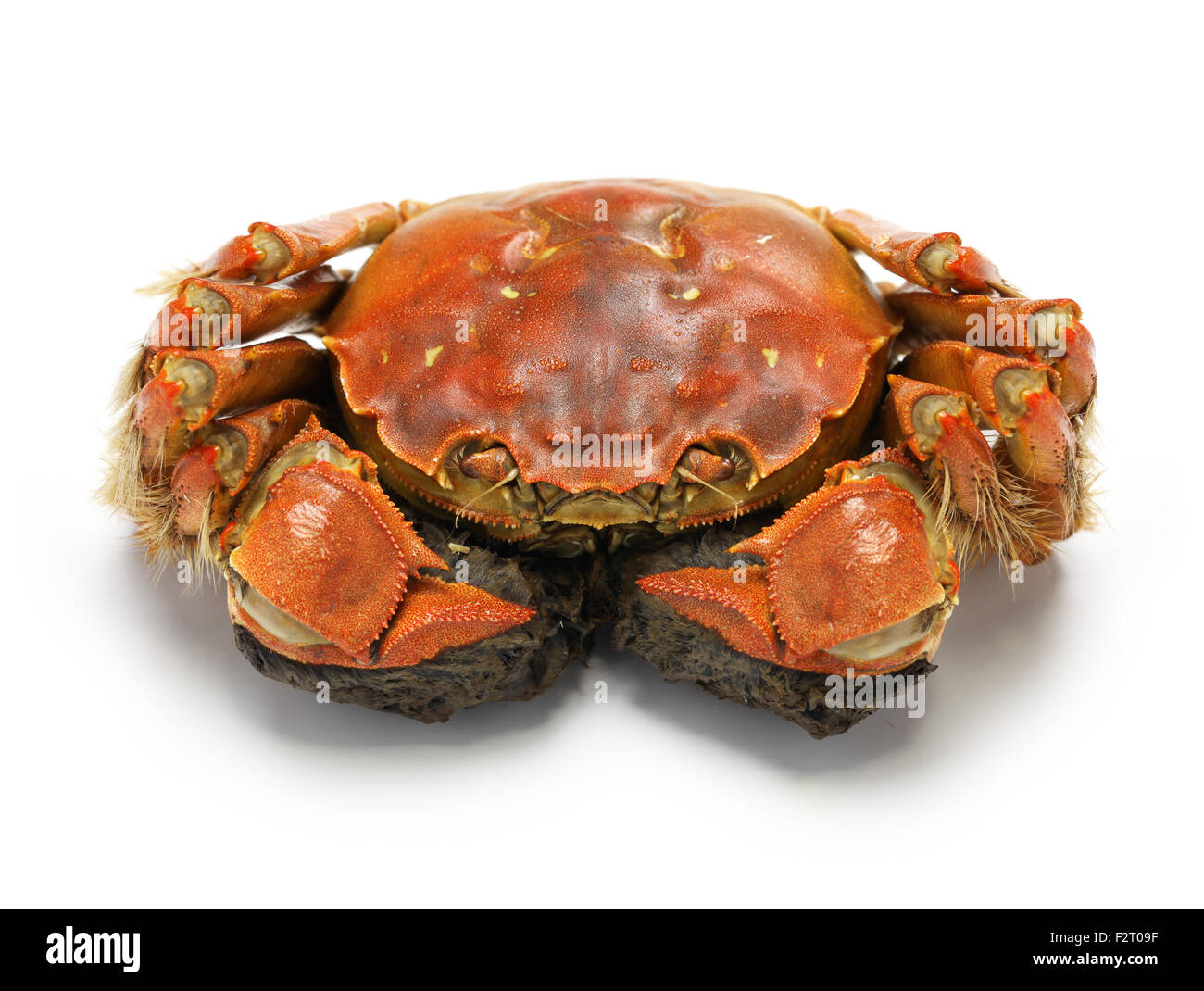 Crabe chinois à la vapeur, le crabe poilu de shanghai isolé sur fond blanc Banque D'Images