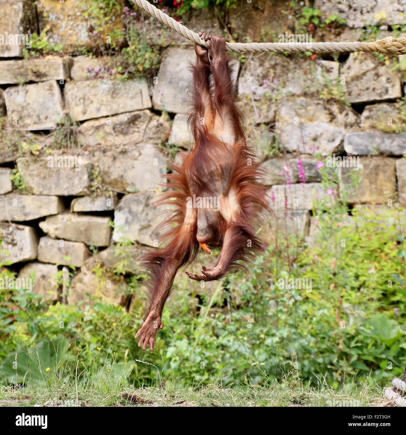 Jeunes orang-outan (Pongo pygmaeus) jouant et suspendu à une corde (série de 10 images) Banque D'Images