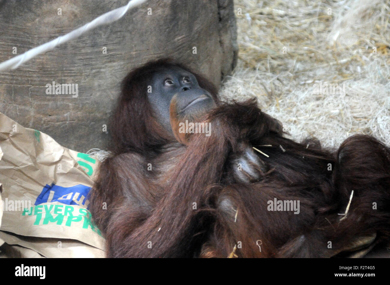 Orang-outan adulte Banque D'Images