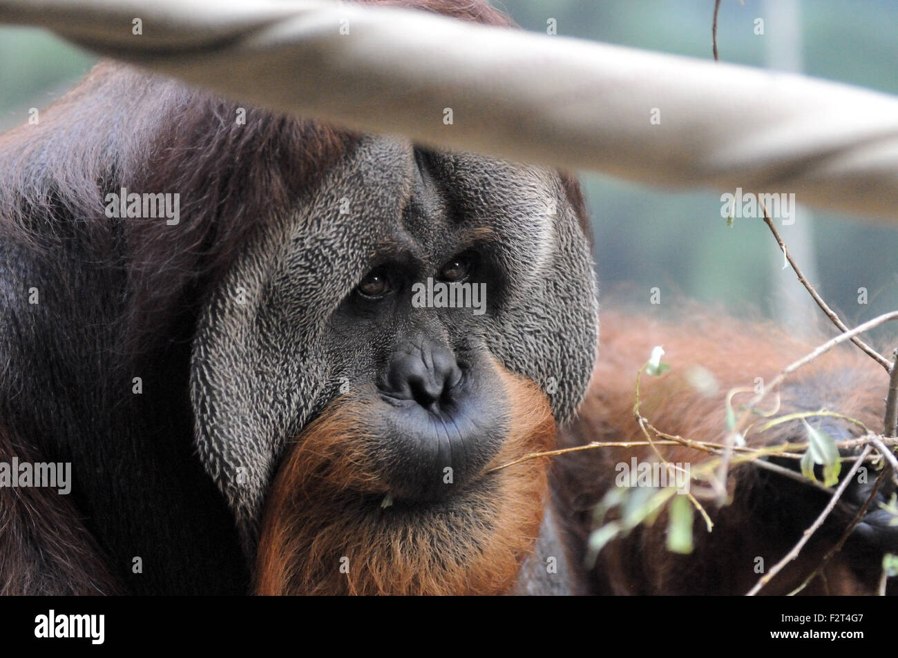 Orang-outan adulte Banque D'Images