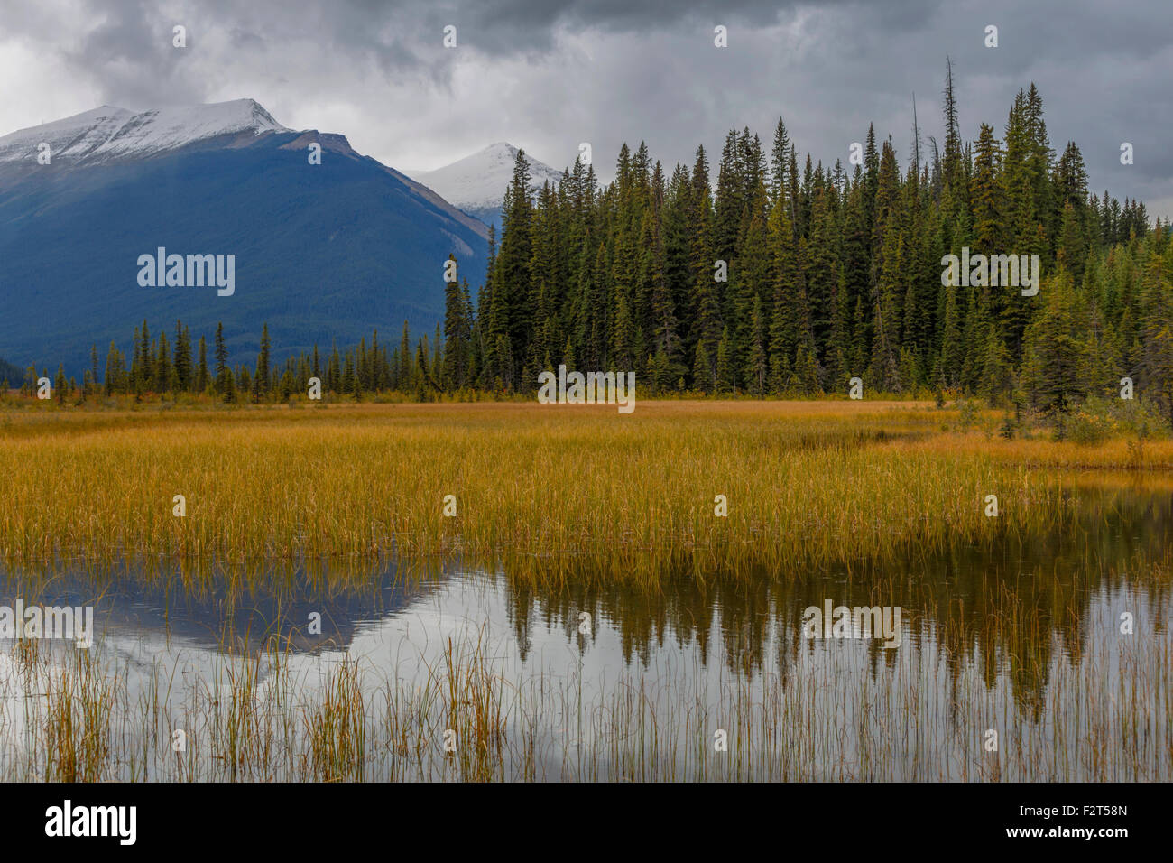 Ambiance paisible et pittoresque près de réflexions Rampart Creek, Banff National Park, Rocheuses, en Alberta, au Canada, en Amérique du Nord. Banque D'Images
