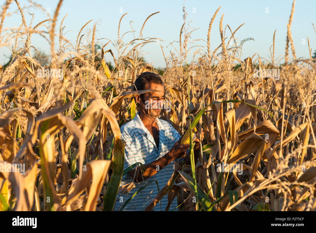 Portrait de l'agriculteur roumain en plein air à la récolte du maïs sur son domaine au coucher du soleil. La Roumanie. Banque D'Images