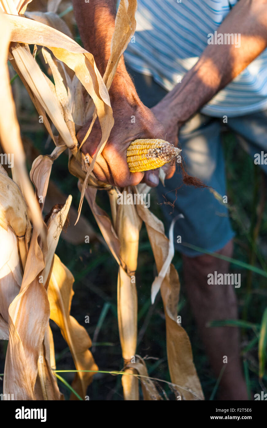 Mains des agriculteurs roumains lors de la récolte du maïs sur son champ libre au coucher du soleil. La Roumanie. Banque D'Images