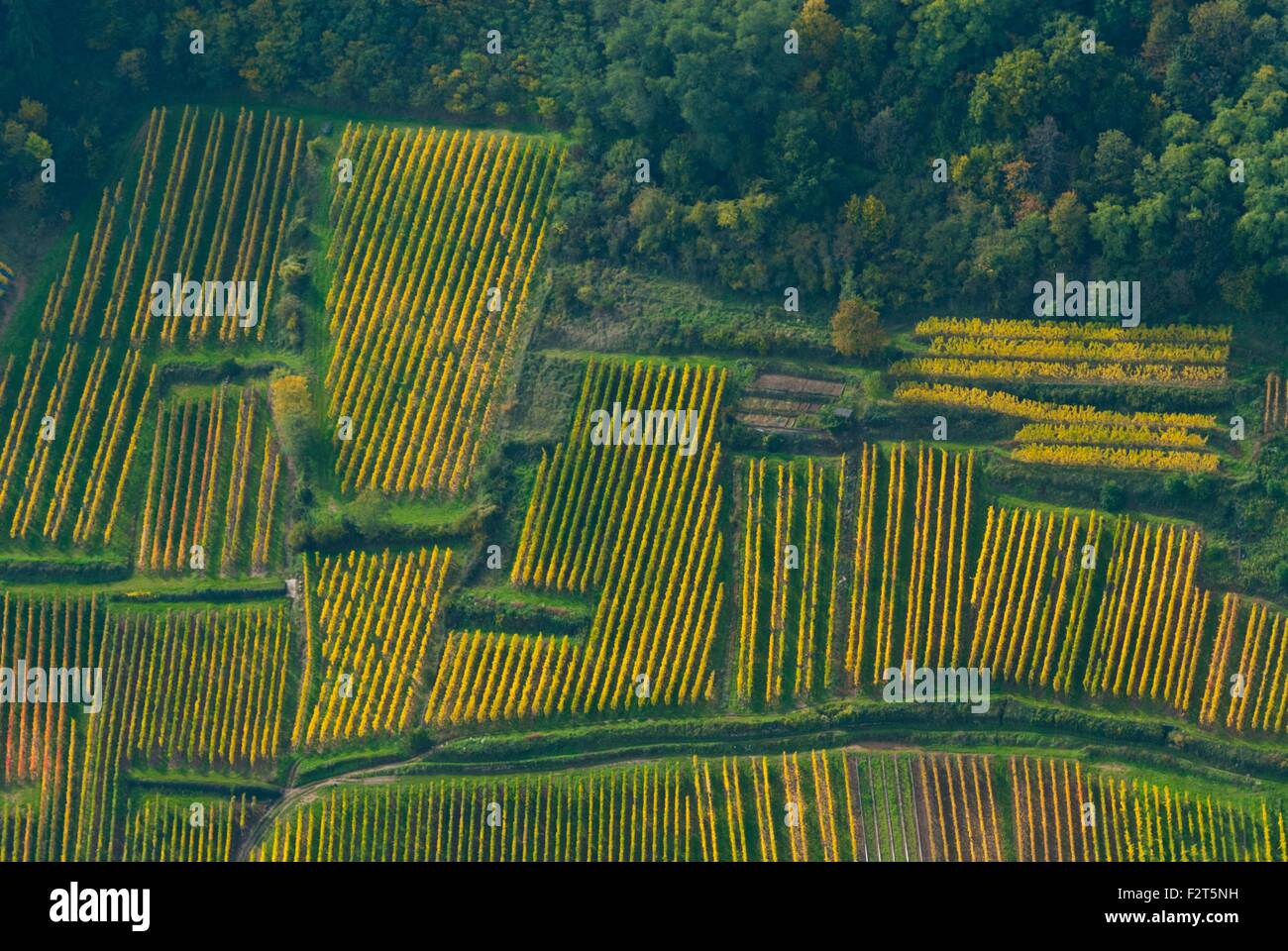 France, Haut Rhin (68), route des vins, Wintzenheim, vignobles sur la colline en automne (vue aérienne) Banque D'Images