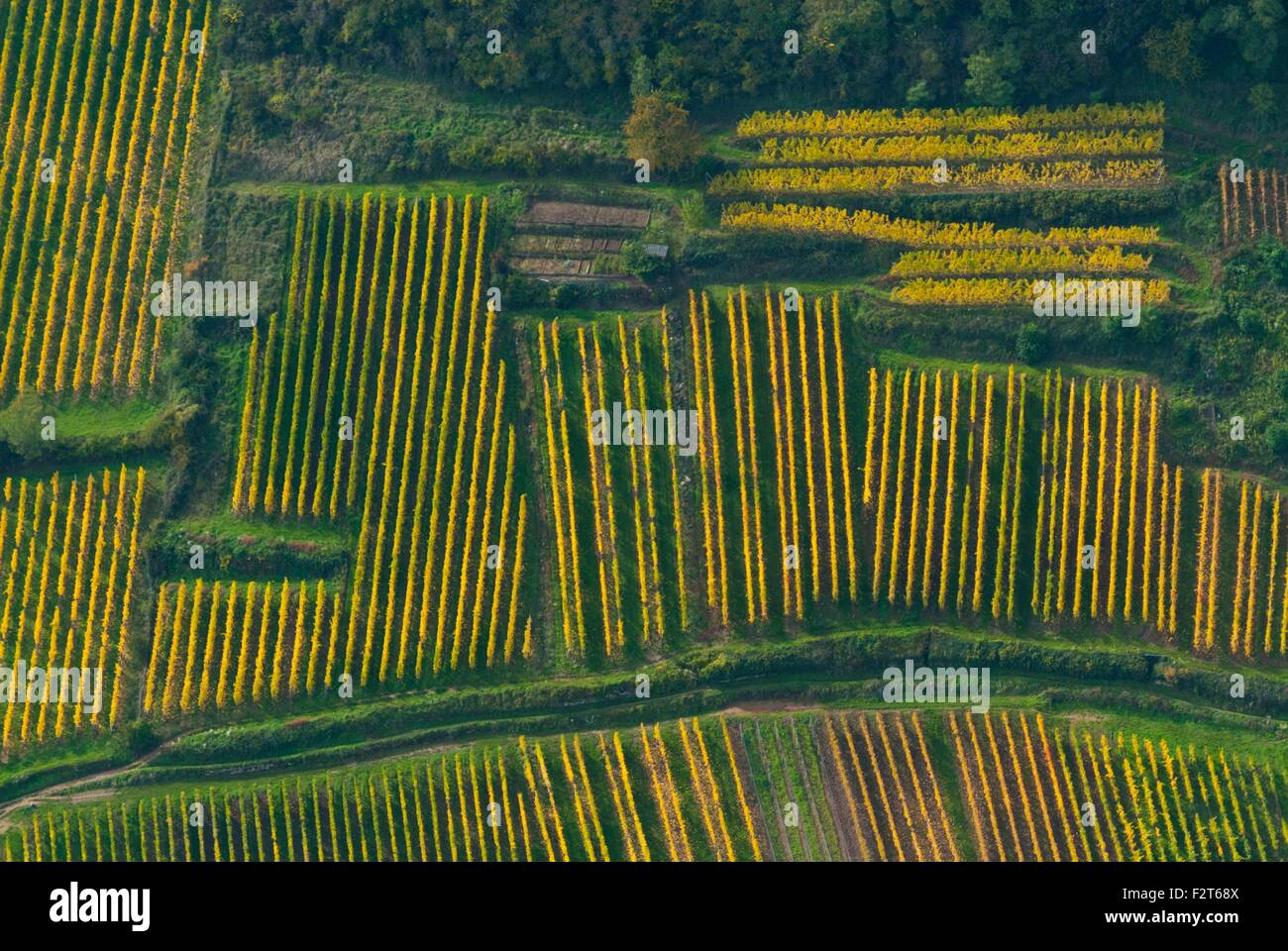 France, Haut Rhin (68), route des vins, Wintzenheim, vignobles sur la colline en automne (vue aérienne) Banque D'Images