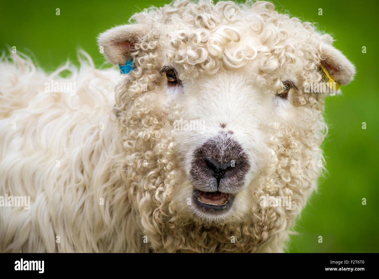 La jolie et rare breed, Dartmoor Grayface moutons (brebis), Royaume-Uni Banque D'Images