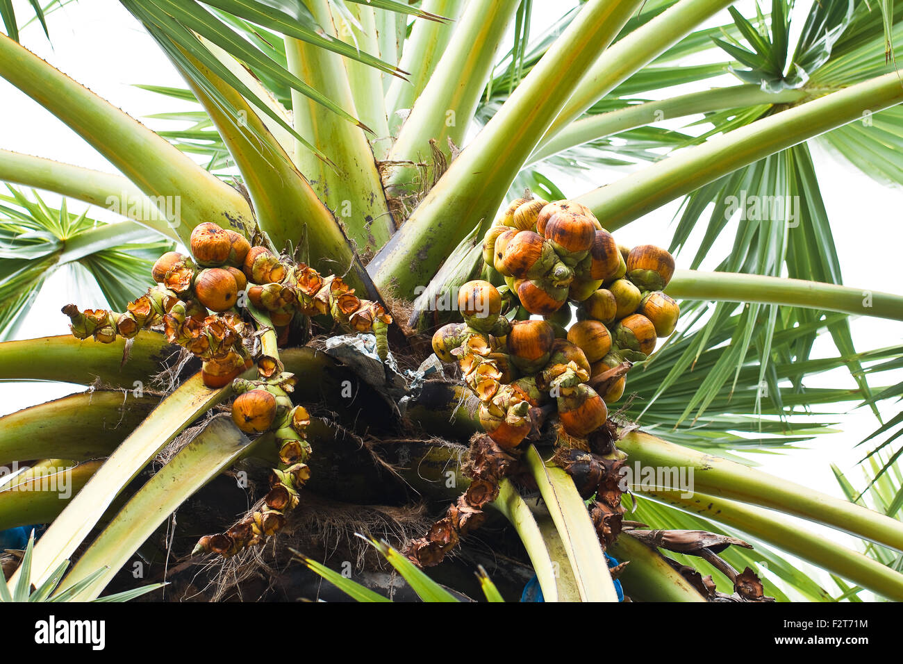 Palm Palmyre asiatique Banque D'Images