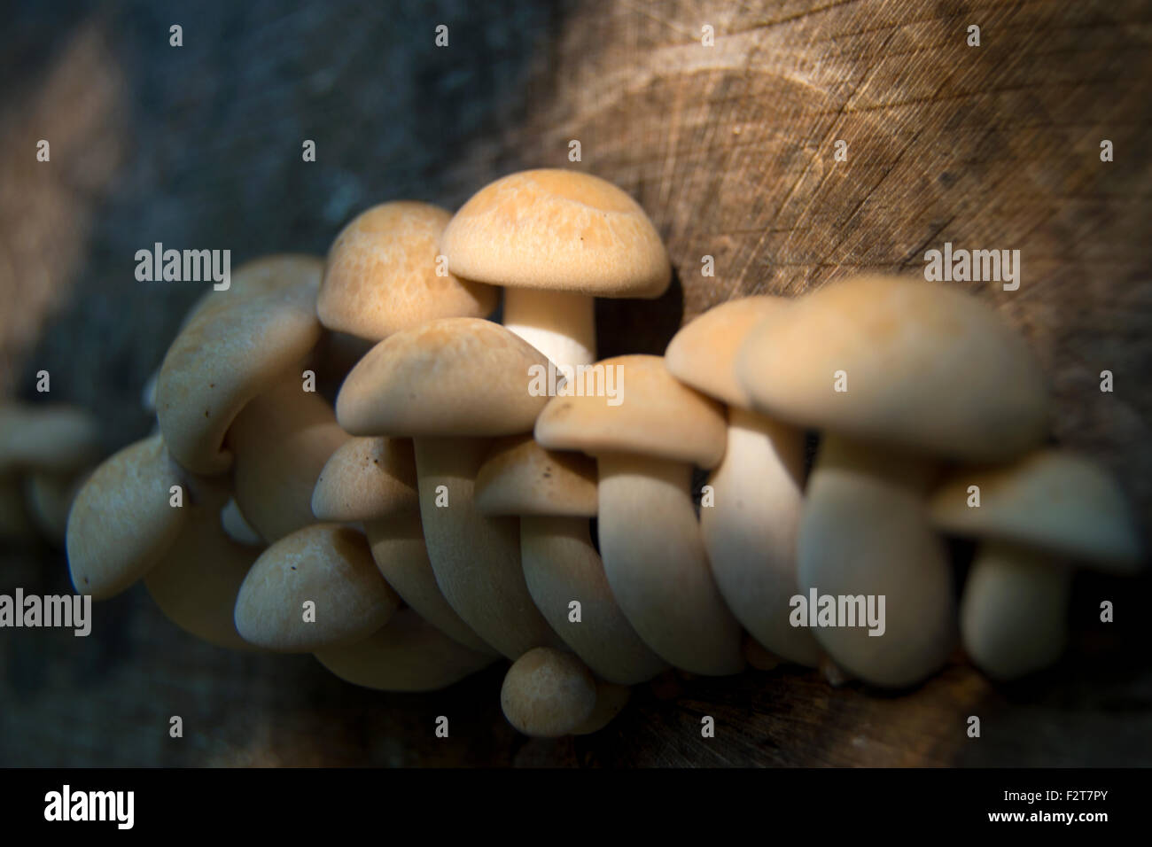 Les champignons, fruit d'un arbre en décomposition Banque D'Images