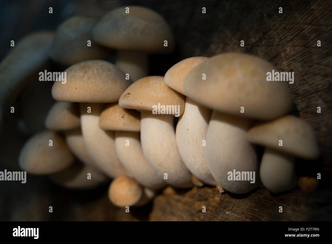 Les champignons, fruit d'un arbre en décomposition Banque D'Images