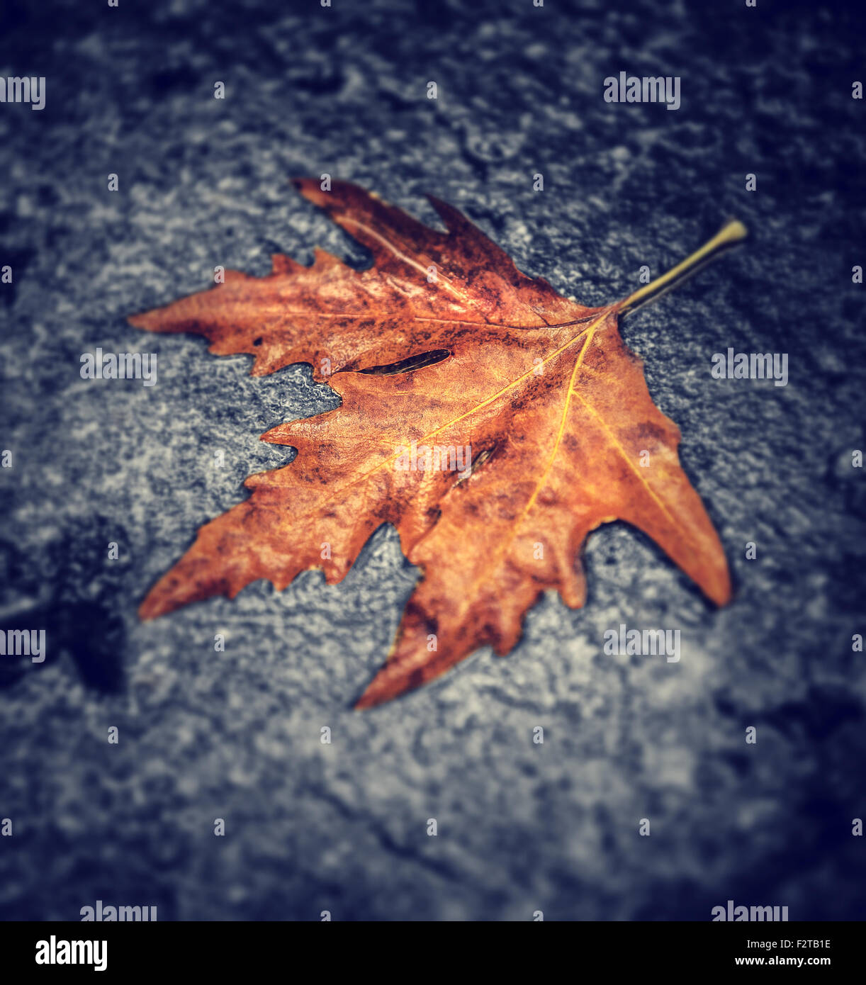 Feuille d'érable sec sur l'asphalte humide, abstract natural background, automne nature, changements de saison concept Banque D'Images