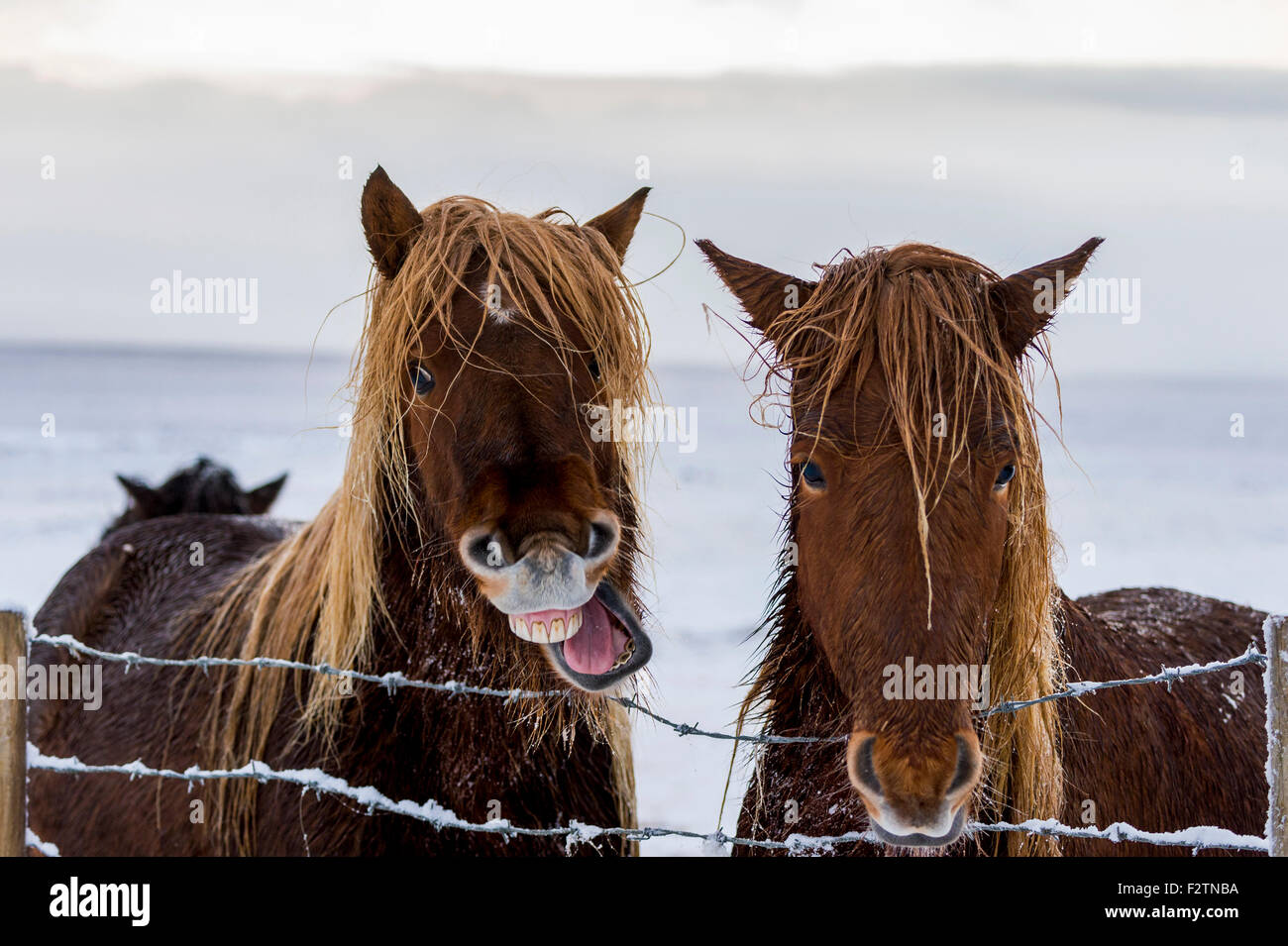 L'Islande poneys dans paysage hiver, Laugarvatn, Islande Banque D'Images