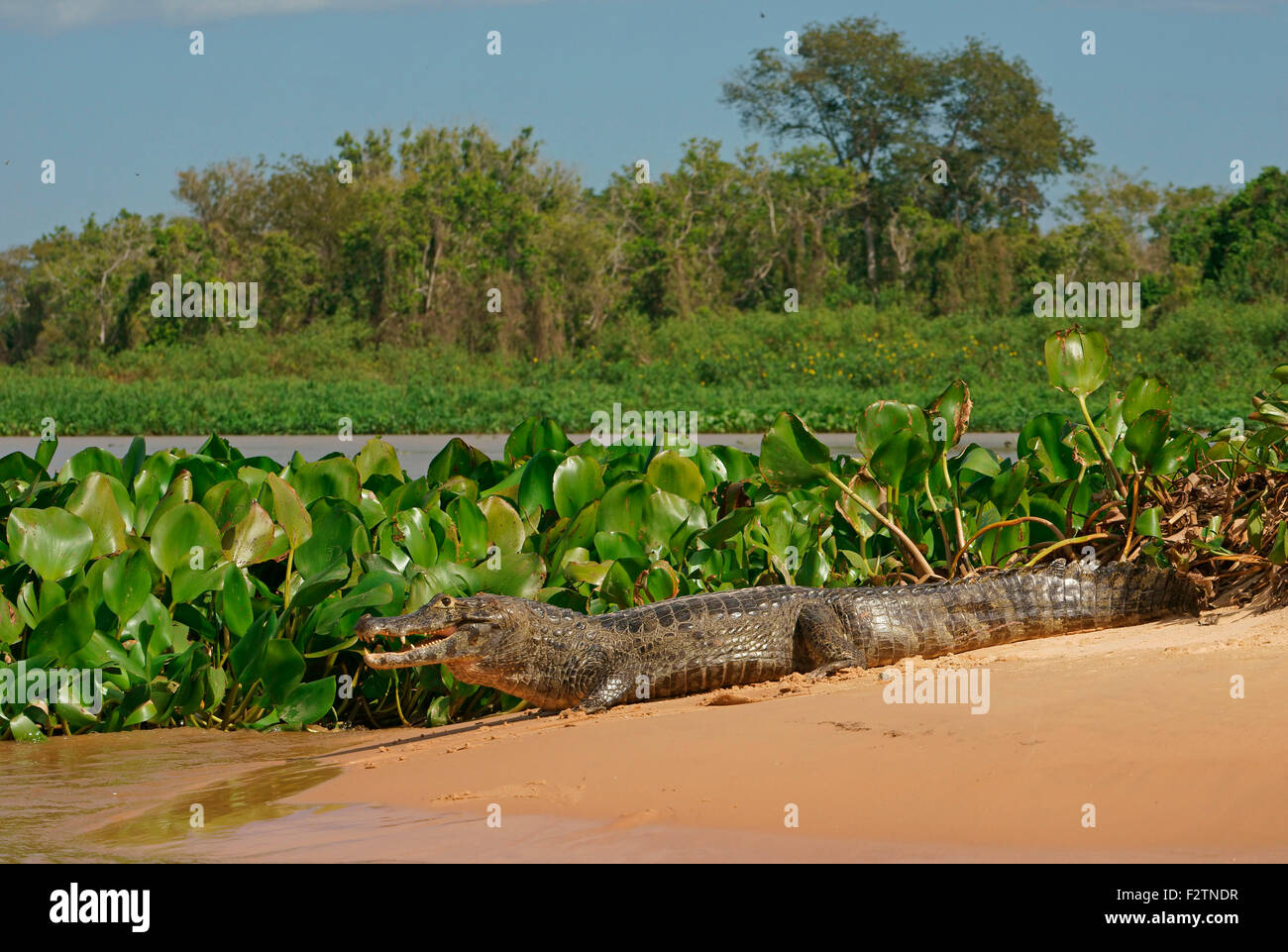 Caiman yacare (Caiman Yacare, Caiman crocodilus yacare), allongé sur un banc de sable, Pantanal, Brésil Banque D'Images