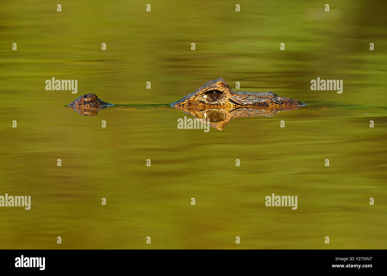 Caiman yacare (Caiman Yacare, Caiman crocodilus yacare), se cache dans l'eau, portrait, Pantanal, Brésil Banque D'Images