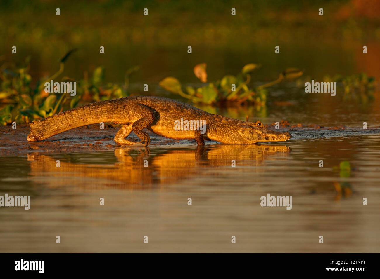 Caiman yacare (Caiman Yacare, Caiman crocodilus yacare), entrer dans l'eau, Pantanal, Brésil Banque D'Images