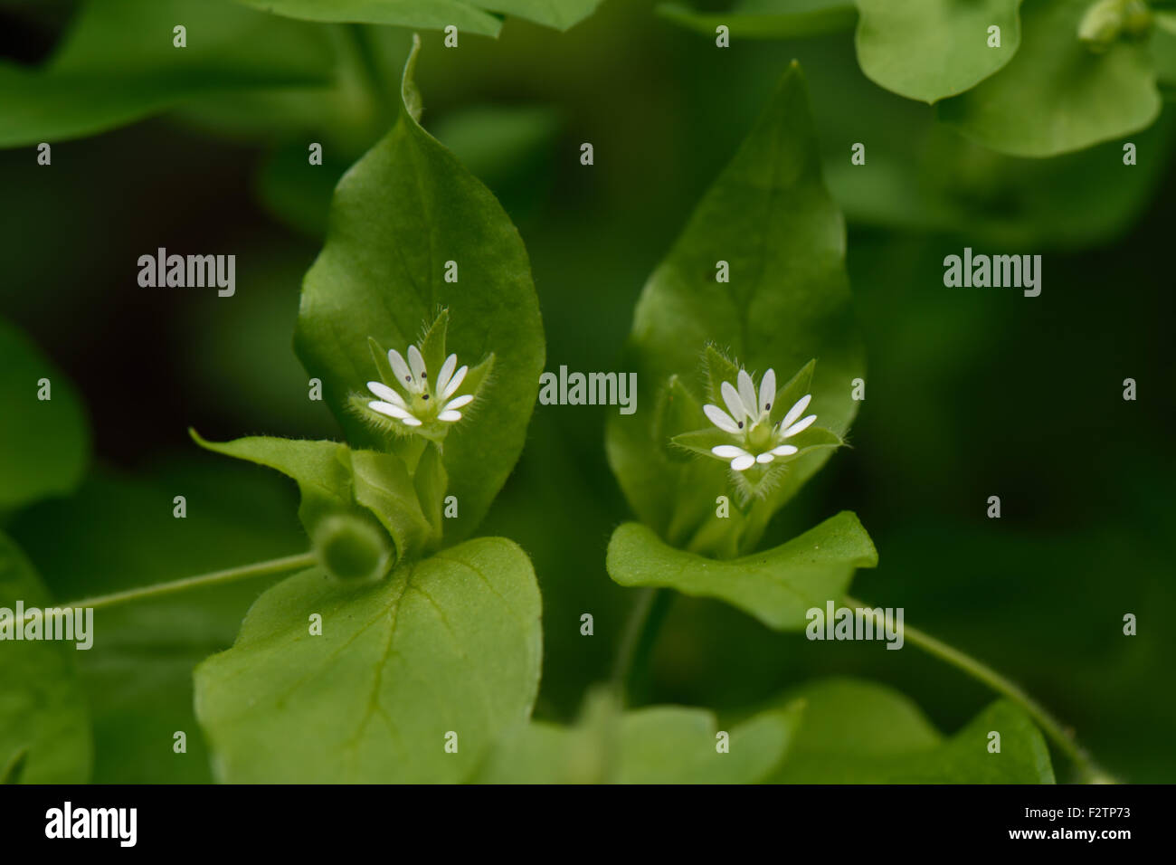 Le mouron des oiseaux, Stellaria media, petites fleurs blanches et vert des feuilles d'une herbe annuelle de terres arables, Berkshire, Août Banque D'Images