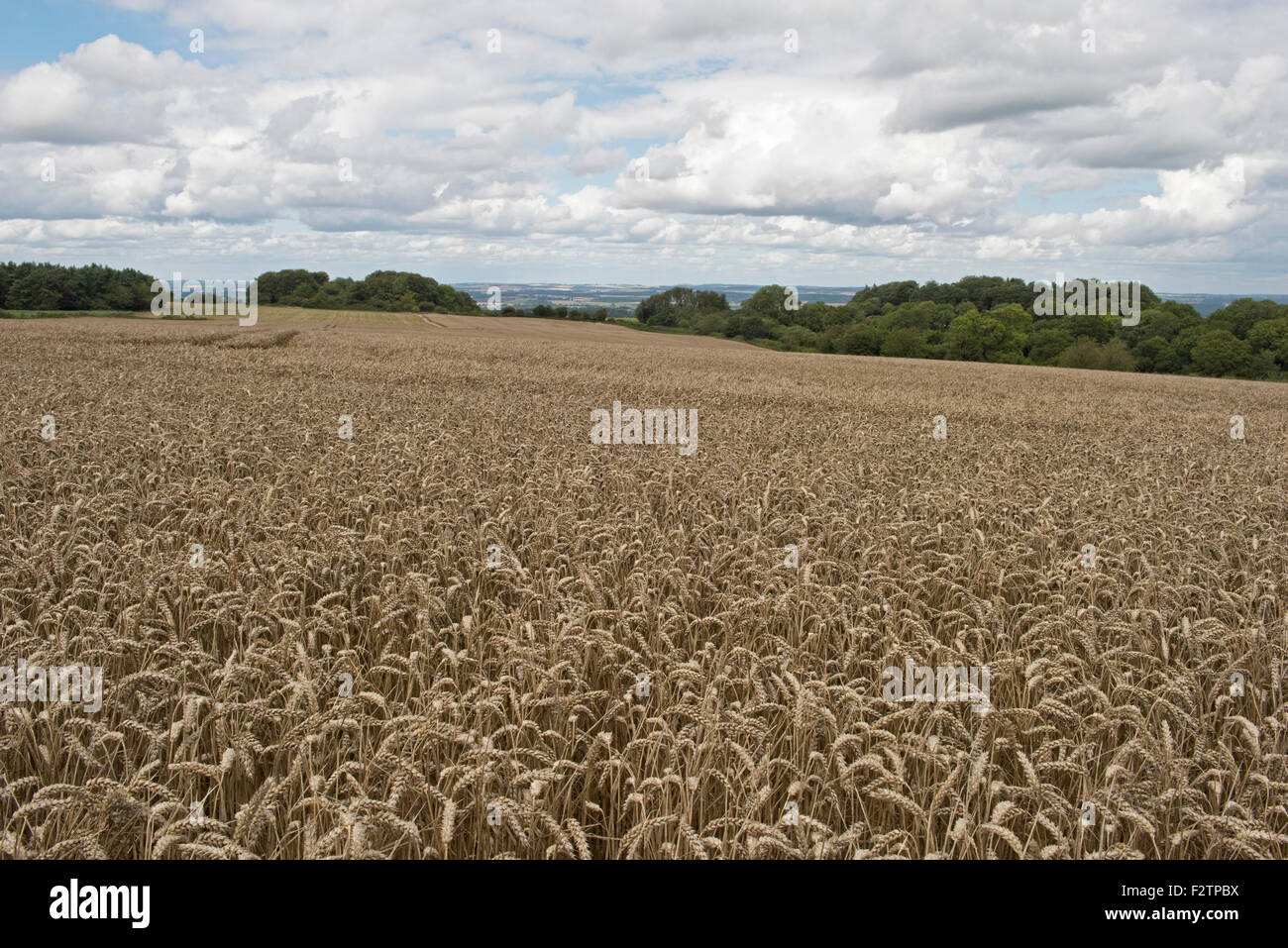 Une récolte de blé mûrs d'une belle journée d'été avant la récolte tardive sur West Berkshire Downs à la fin août Banque D'Images