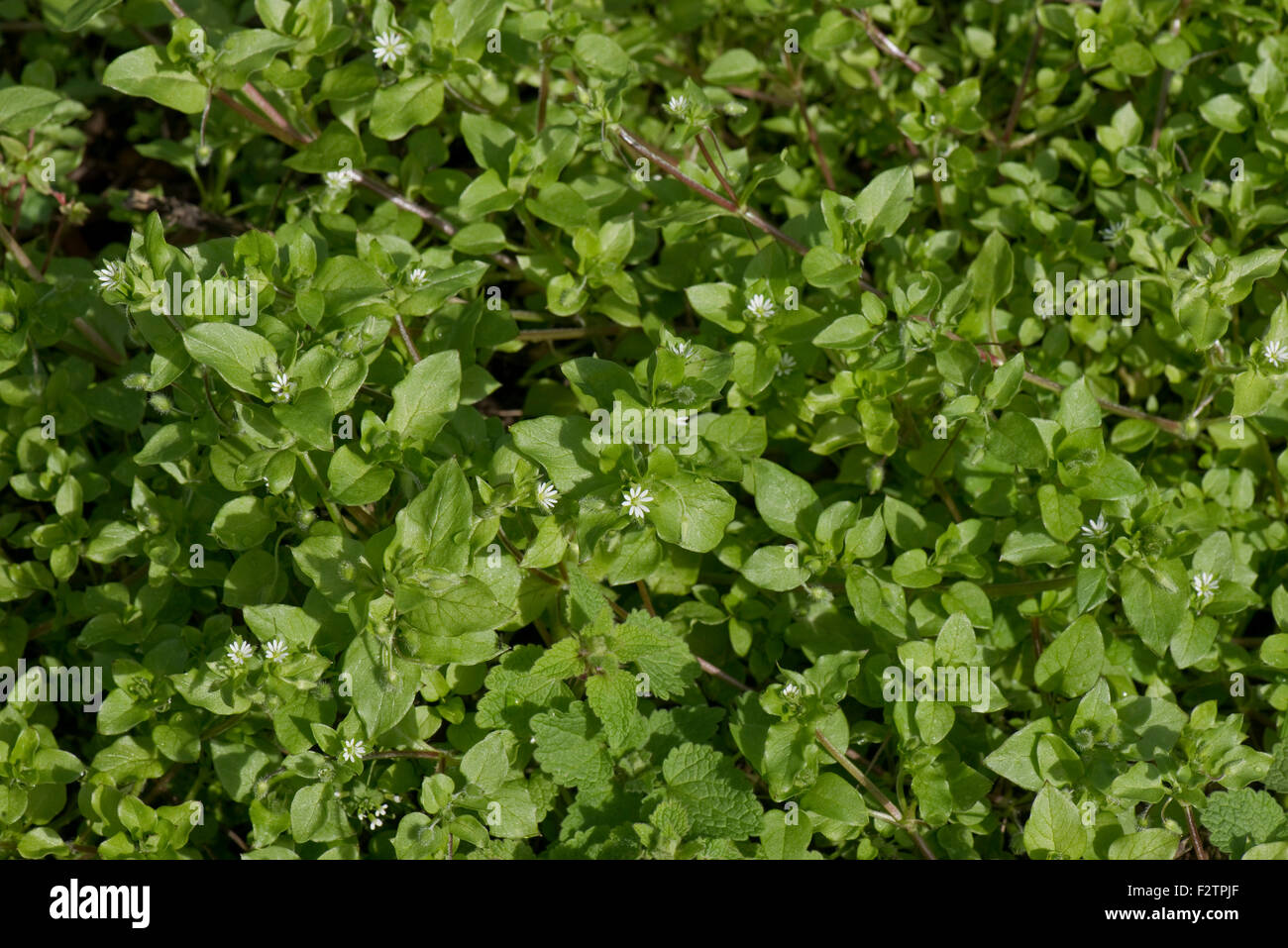 Le mouron des oiseaux, Stellaria media, petites fleurs blanches et vert des feuilles d'une herbe annuelle de terres arables, Berkshire, Août Banque D'Images