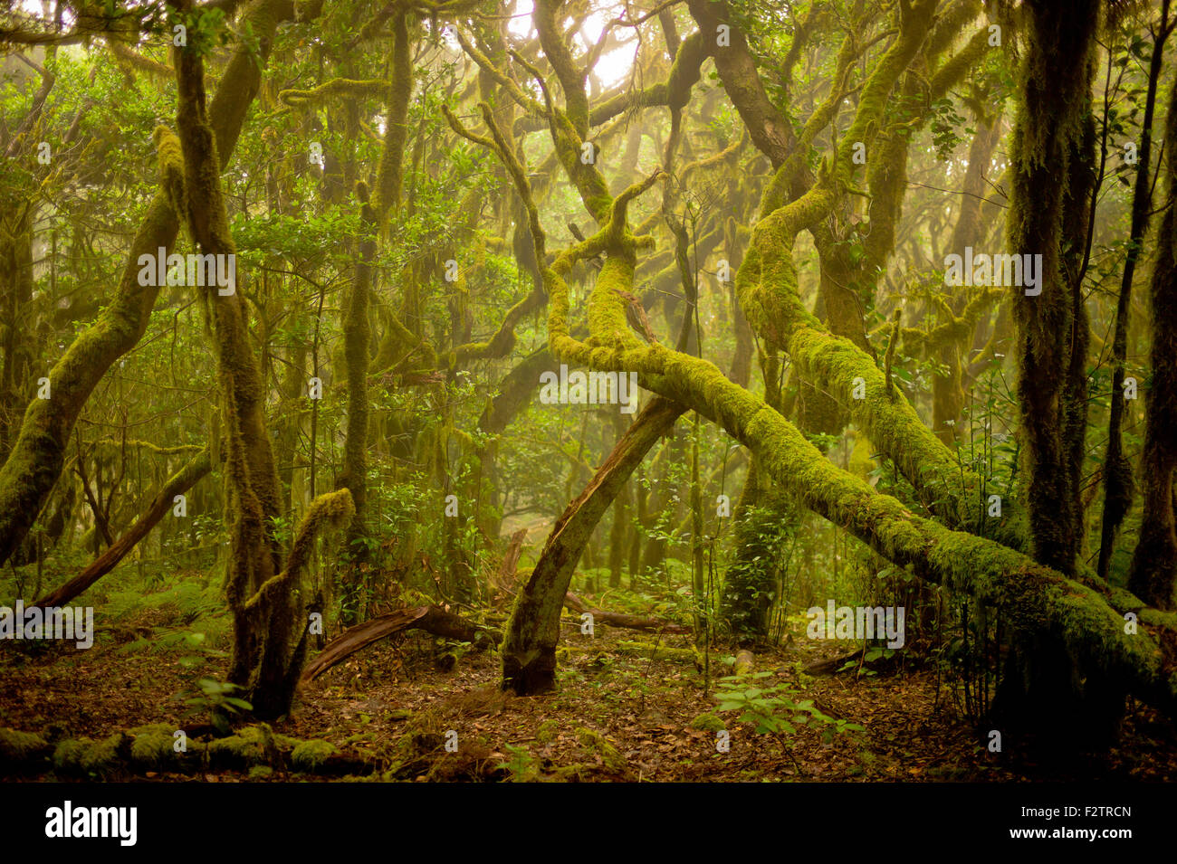 La forêt primaire : le Parc National de Garajonay, île de La Gomera, Îles Canaries, Espagne Banque D'Images