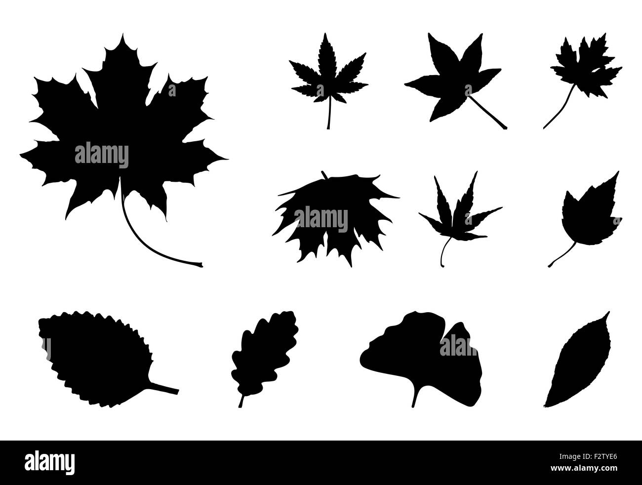 Jeu de silhouettes de feuilles d'automne, symbole, icône. Vector illustration isolé sur fond blanc. Banque D'Images