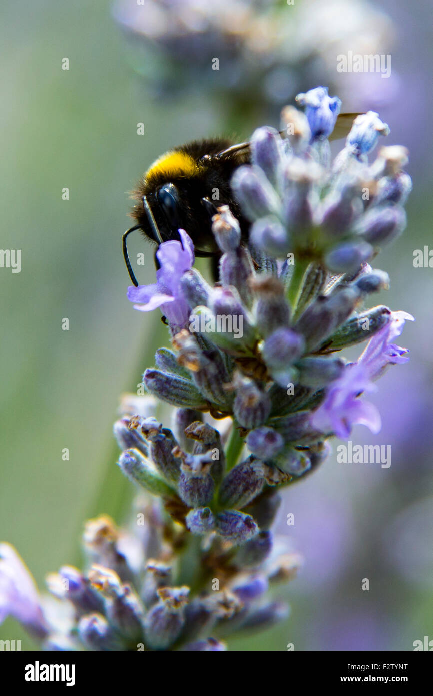 England UK bourdon Bombus bumblebee sur un plant de lavande ; Banque D'Images