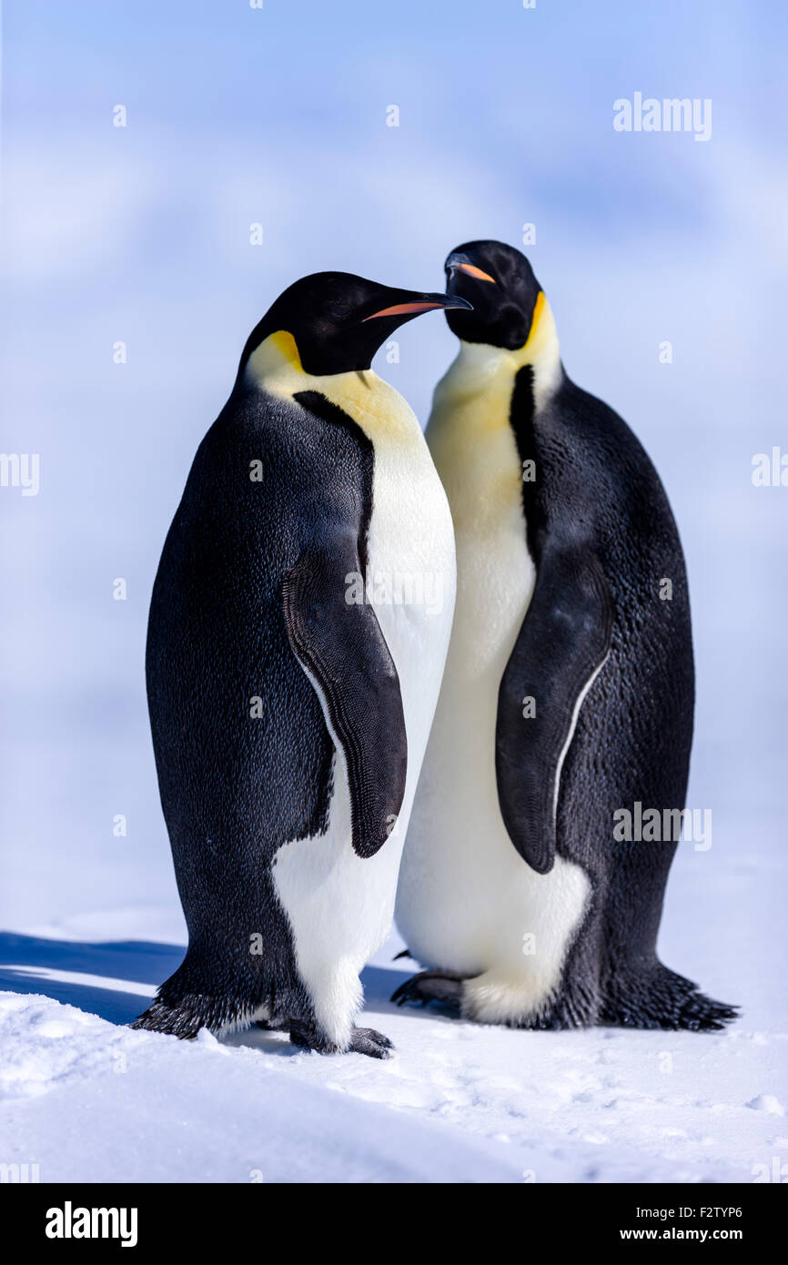 Manchots empereurs de l'Antarctique Aptenodytes forsteri Banque D'Images