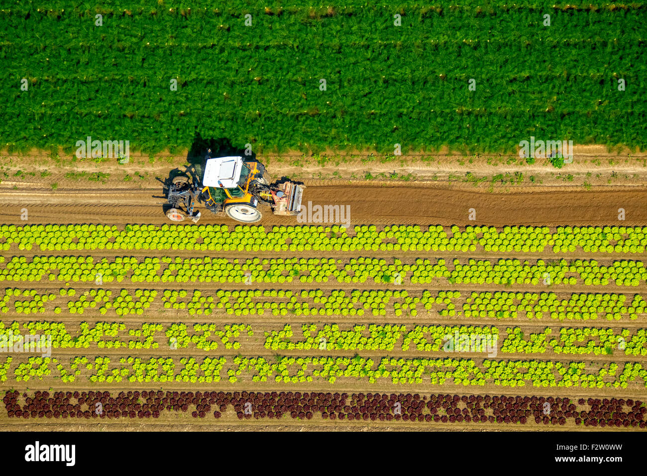 La récolte des légumes dans les champs, les travailleurs de la récolte avec le tracteur, Minden, Rhénanie du Nord-Westphalie, Allemagne Banque D'Images