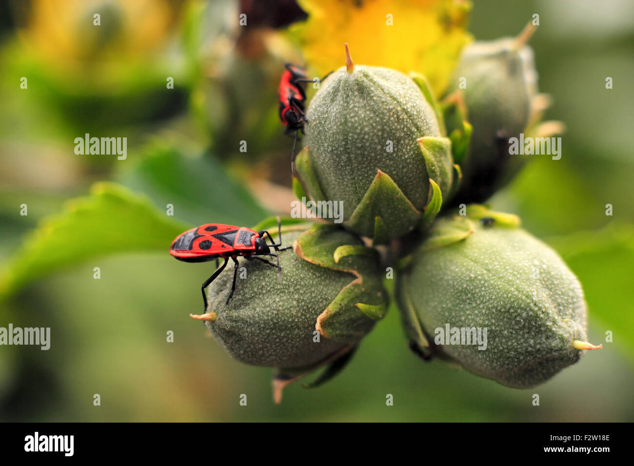 Libre de firebug sur hibiscus bud Banque D'Images Libre de firebug sur hibiscus bud Banque D'Images
